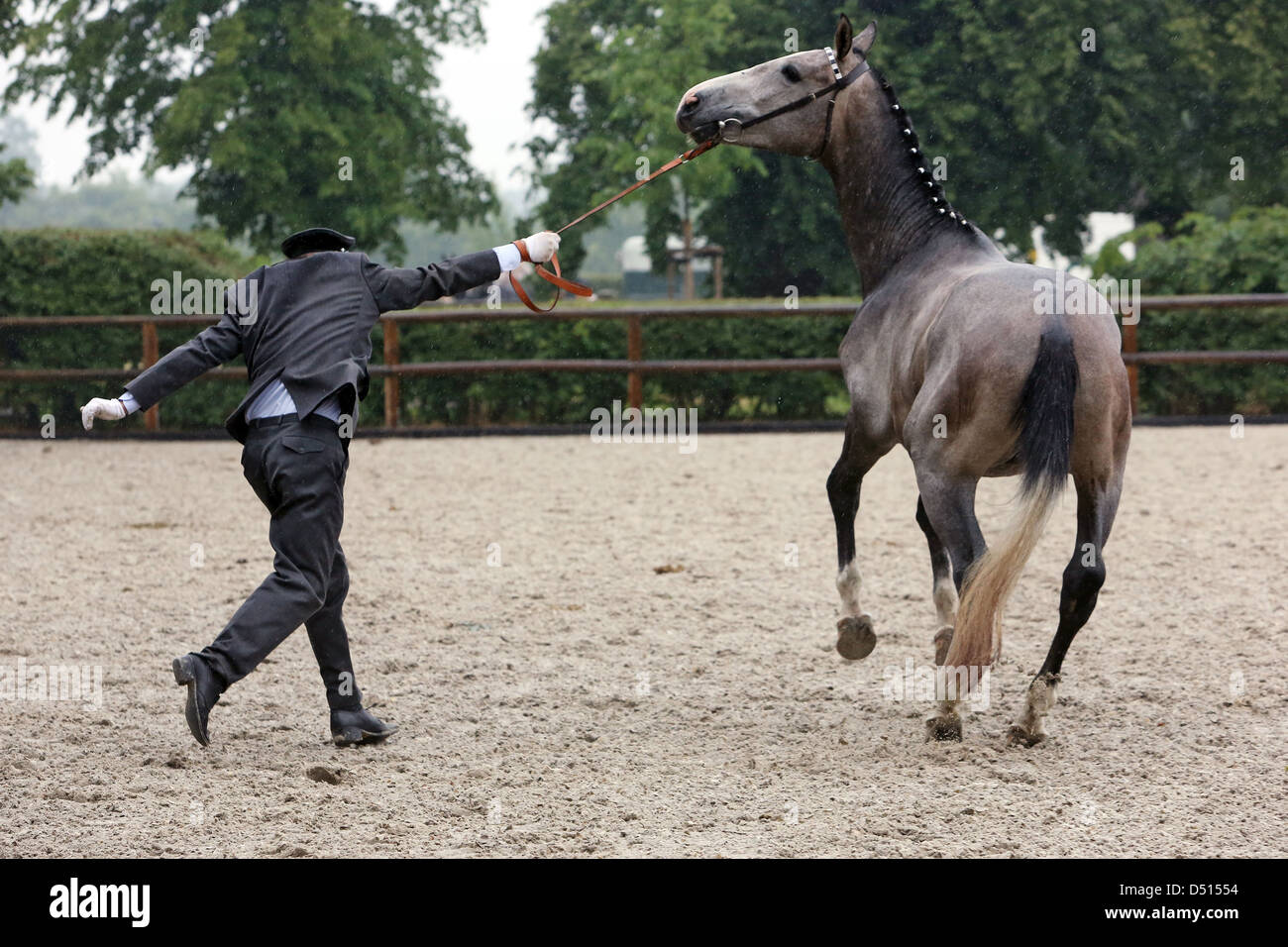 Graditz, Deutschland, Pferd weicht erschrocken zurück durch die Hand der Wärter Stockfoto