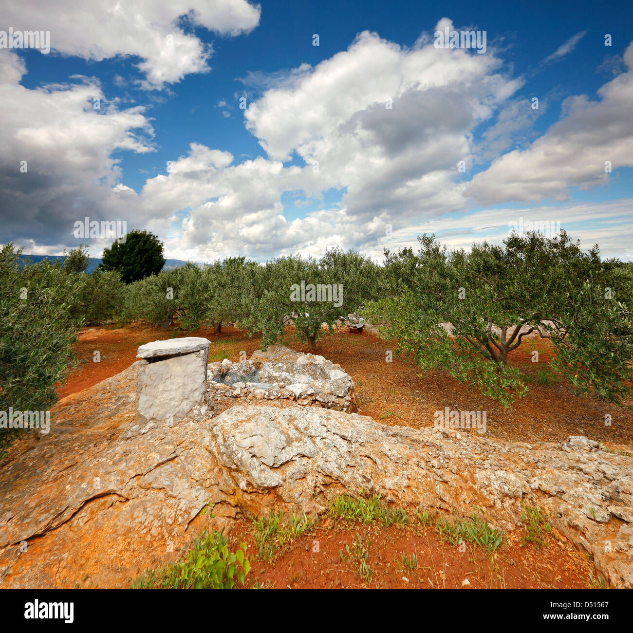 Olive-Plantage in Insel Hvar, Kroatien Stockfoto