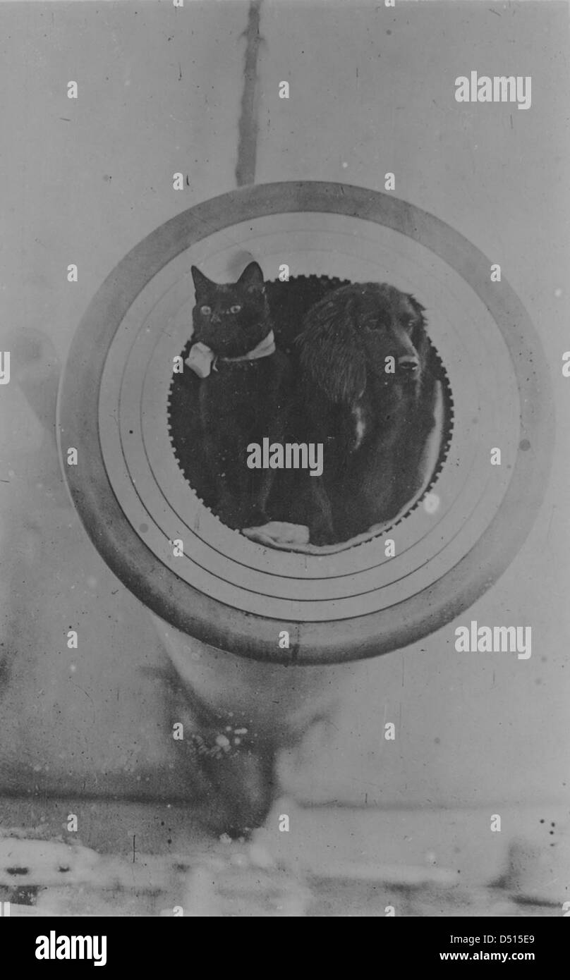 Dieses Foto zeigt eine schwarze Katze und einen Spaniel-Hund an Bord der HMS „Barham“. Das Bild fängt einen leichteren Moment auf dem Schiff ein und zeigt die Gemeinschaft zwischen Tieren und Seeleuten während ihres Dienstes. Stockfoto