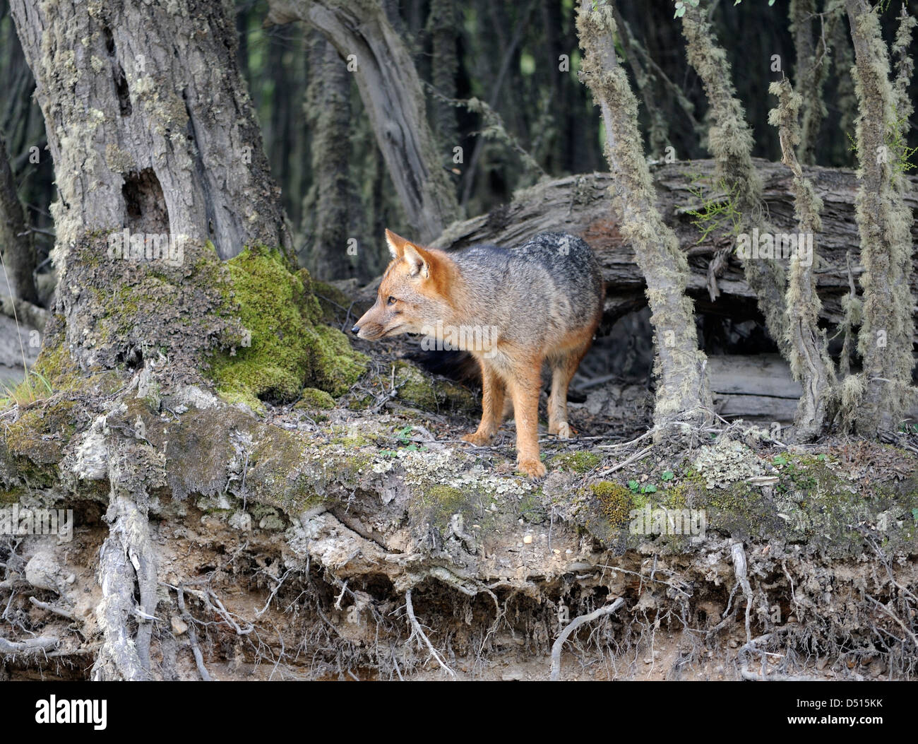 Fuegian Fox, Culpeo, Zorro Rojo (Lycalopex Culpaeus) in Guindo, immergrünen südlichen Buchenwald (Nothofagus Betuloides). Stockfoto