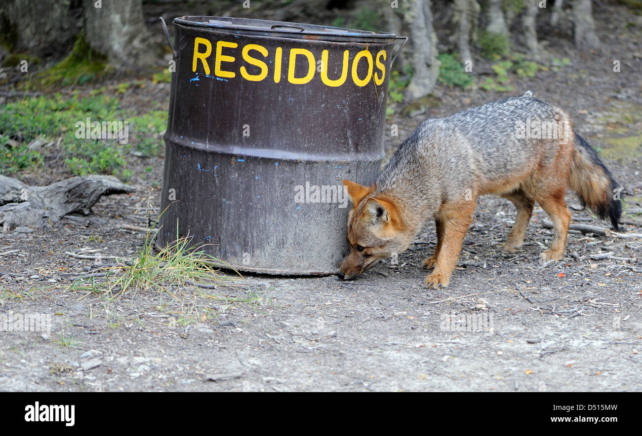 Ein Fuegian Fox, Culpeo, Zorro Rojo (Lycalopex Culpaeus) schnuppert hoffentlich Runde einem Abfallbehälter. Tierra Del Fuego Nationalpark. Stockfoto