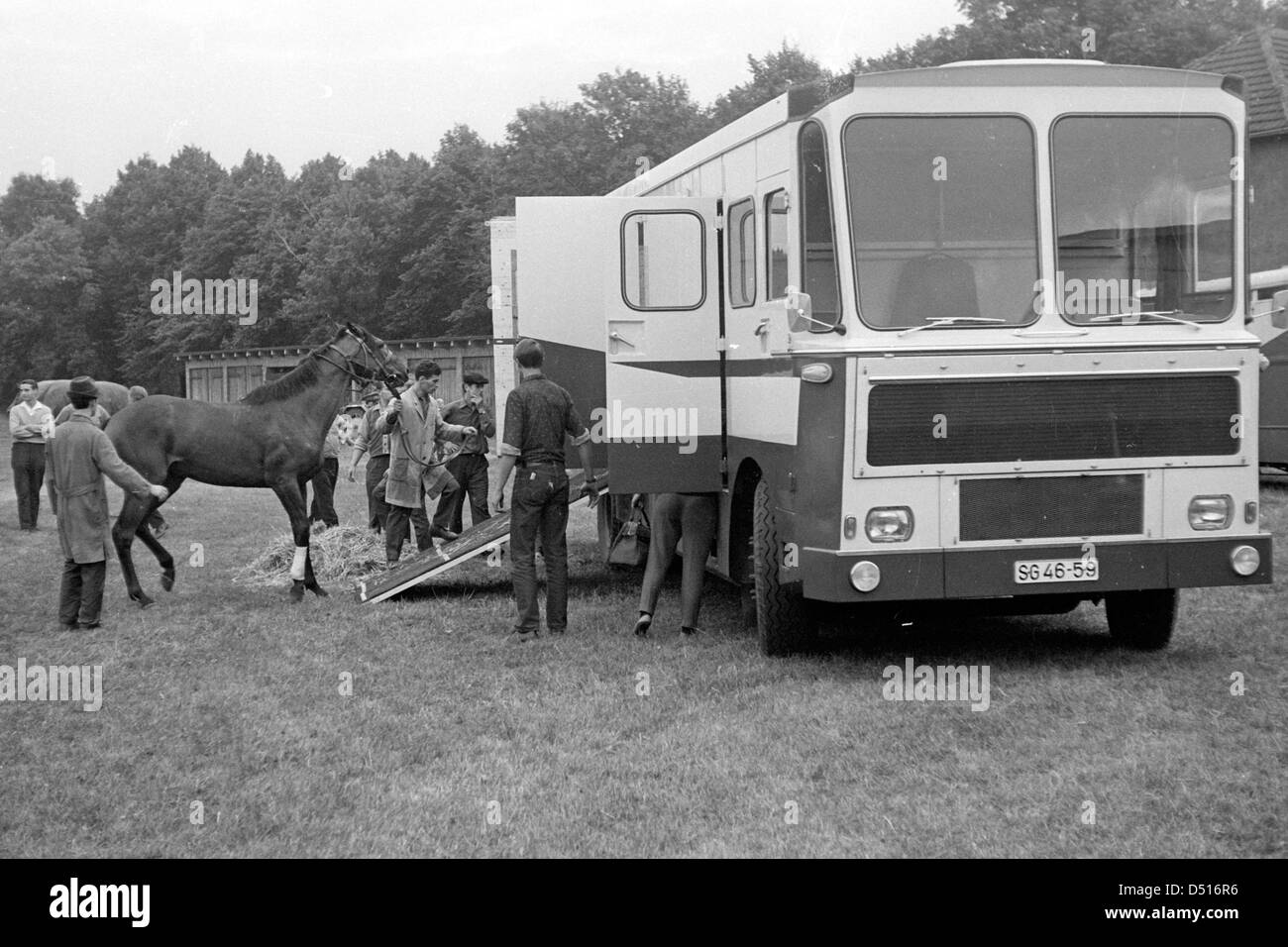 Magdeburg, DDR, Pferd wird in einem Pferdetransporter eingeladen. Stockfoto
