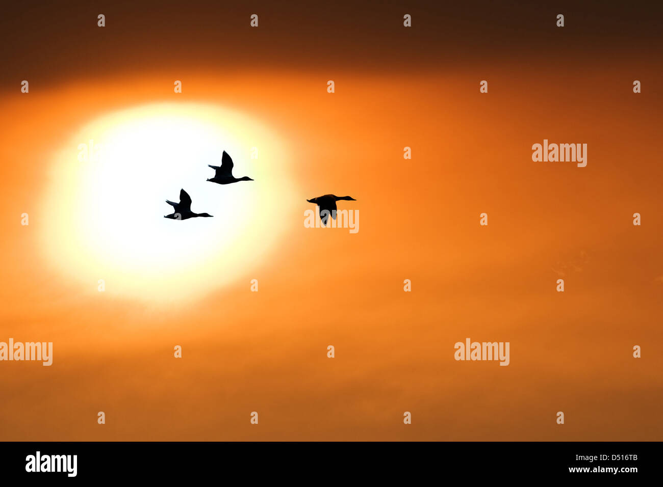 drei Enten auf Sonnenuntergang Hintergrund Stockfoto