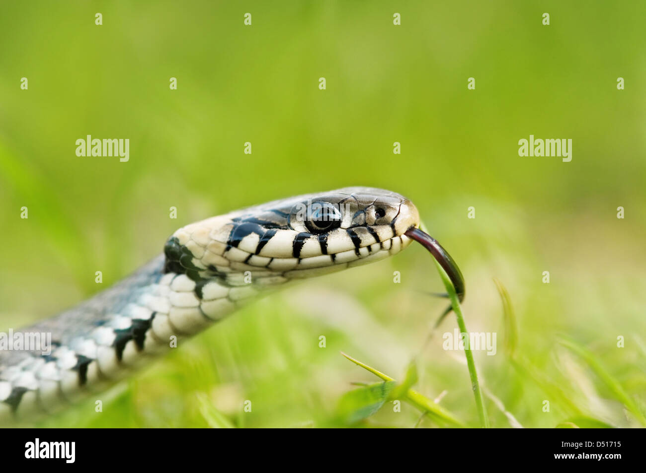 Schlange-Porträt auf grünen Rasen Hintergrund Stockfoto