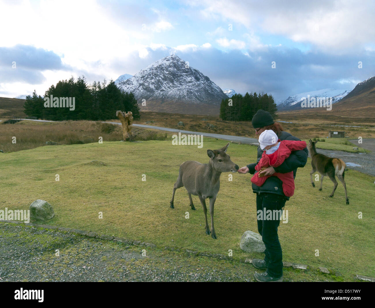 Eine Mutter und ihr Baby füttern Hirsch in Glencoe, Schottland mit Buchaille Etive Mor jenseits Stockfoto