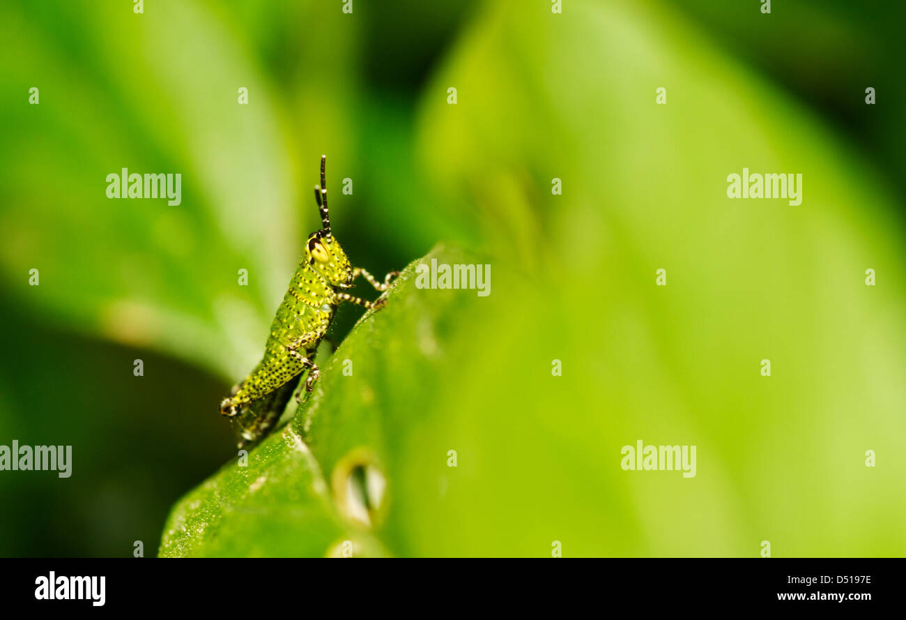 eine Heuschrecke standalone Stockfoto