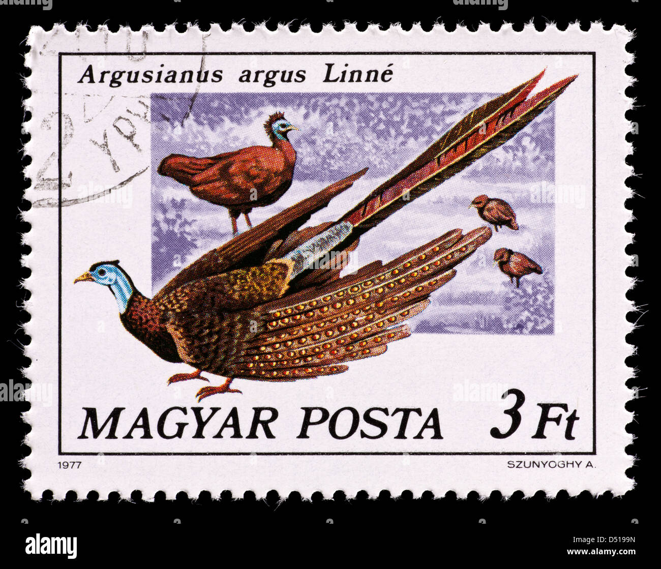 Briefmarke aus Ungarn Darstellung großer Argus Fasan (Argusianus Argus). Stockfoto