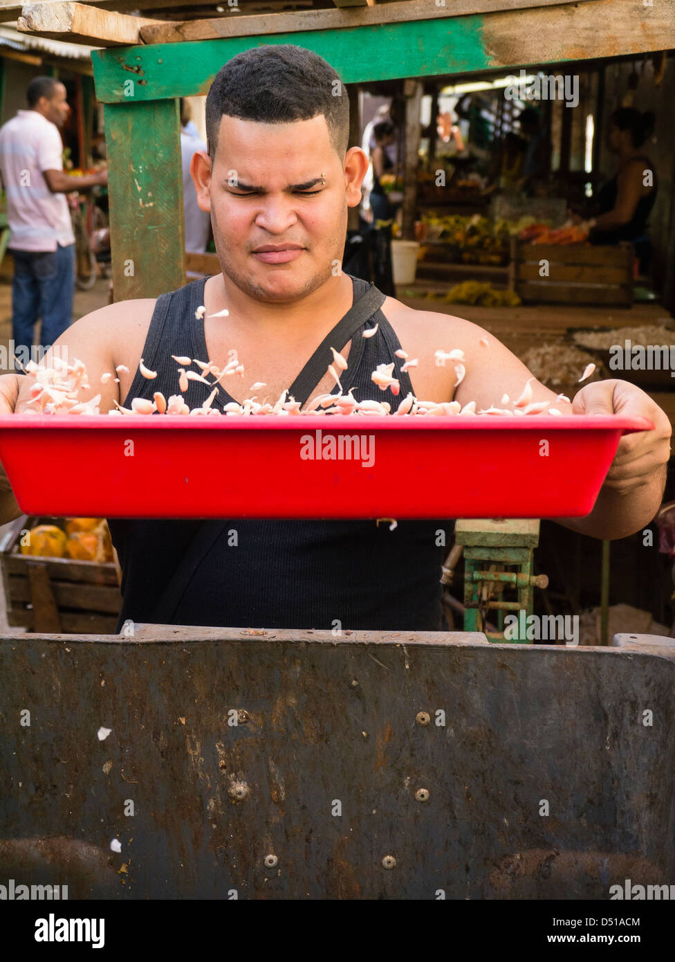 Ein Mann in seinen Zwanzigern Knoblauch sortiert warf sie über einen roten Fach hält er in seinen Händen in ein Open-Air-Markt in Havanna, Kuba. Stockfoto