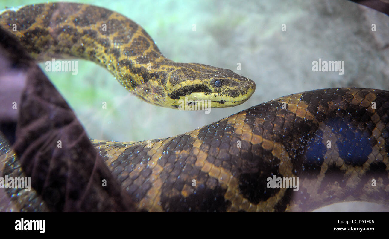 Eine gelbe Anakonda (Eunectes Notaeus) taucht in das Wasserbecken für ihr Terrarium an der Luisenpark in Mannheim, Deutschland, 16. November 2010. Diese Art der Constrictor Länge von vier Metern erreichen und sind gute Schwimmer und Taucher. Gelbe Anakonda stammen aus Südamerika. Foto: Ronald Wittek Stockfoto