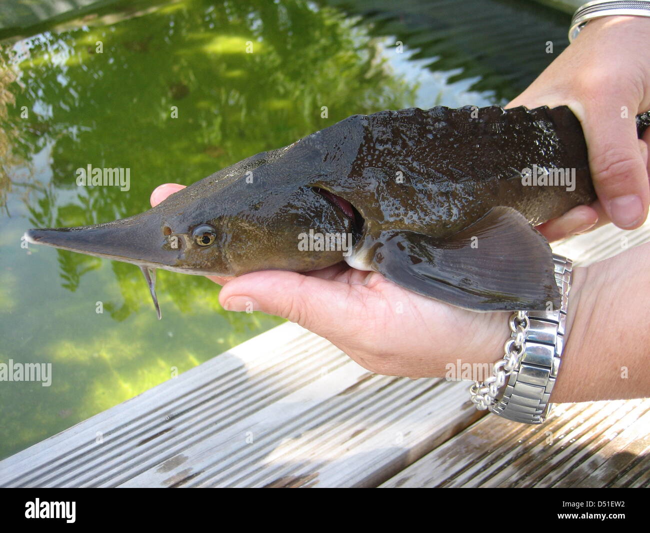 Caspian stör -Fotos und -Bildmaterial in hoher Auflösung – Alamy