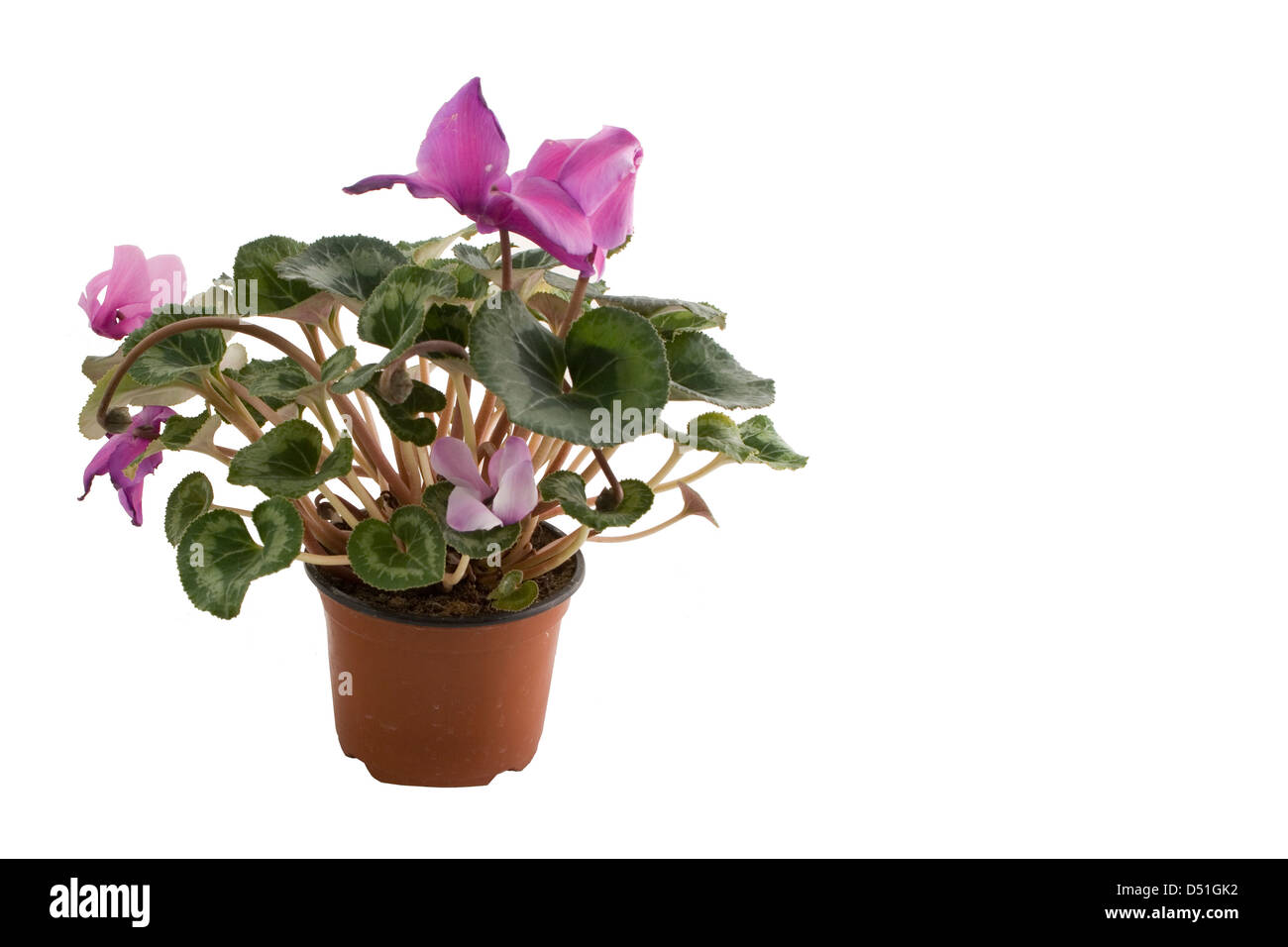 Zimmer rosa Blume in einem Topf isoliert auf weißem Hintergrund Stockfoto