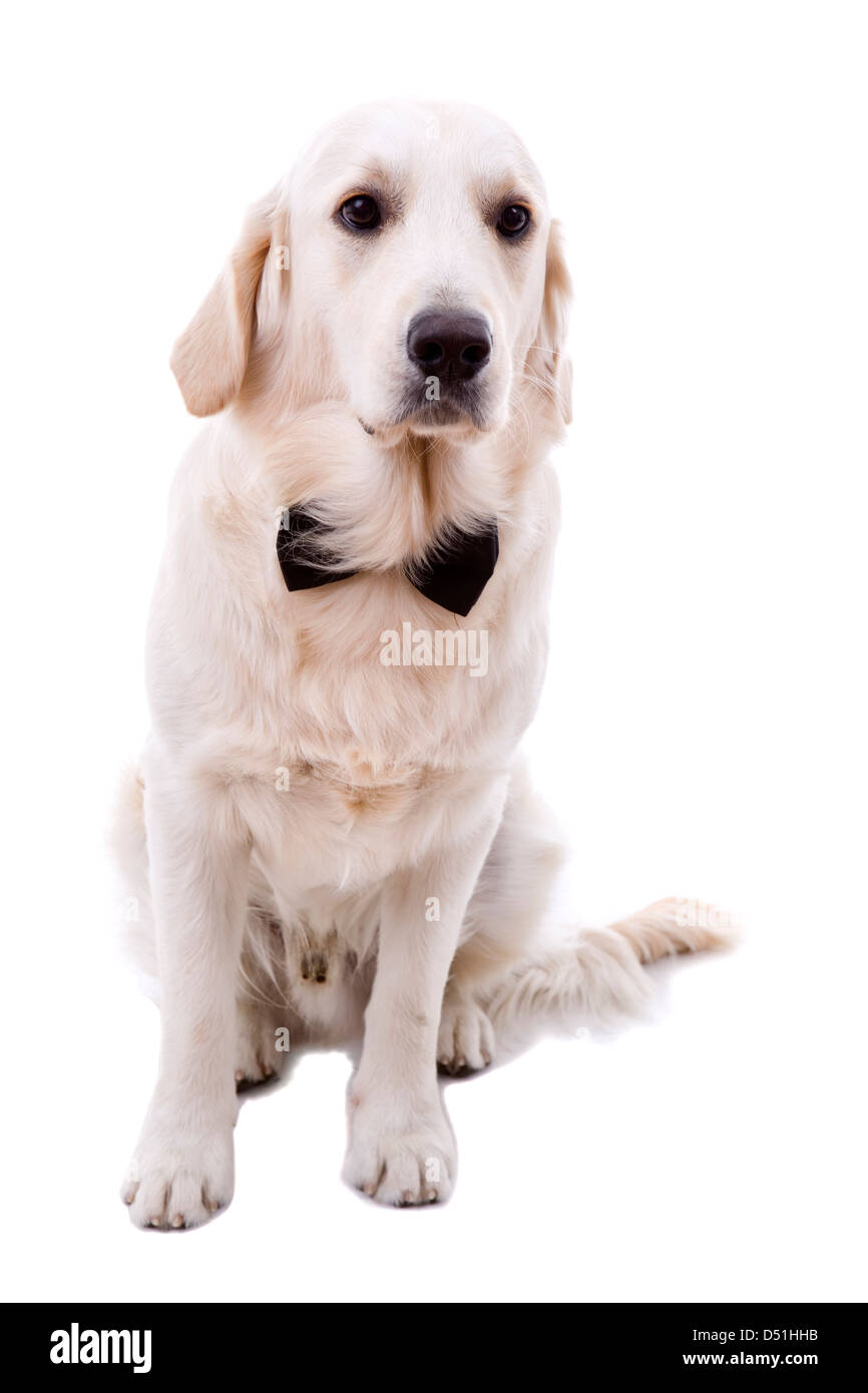 Studio Bild von einem jungen golden Retriever, isoliert Stockfoto