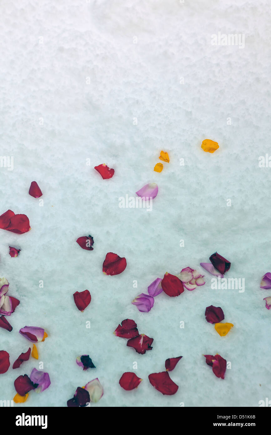 bunte Blüten im Schnee liegen Stockfoto