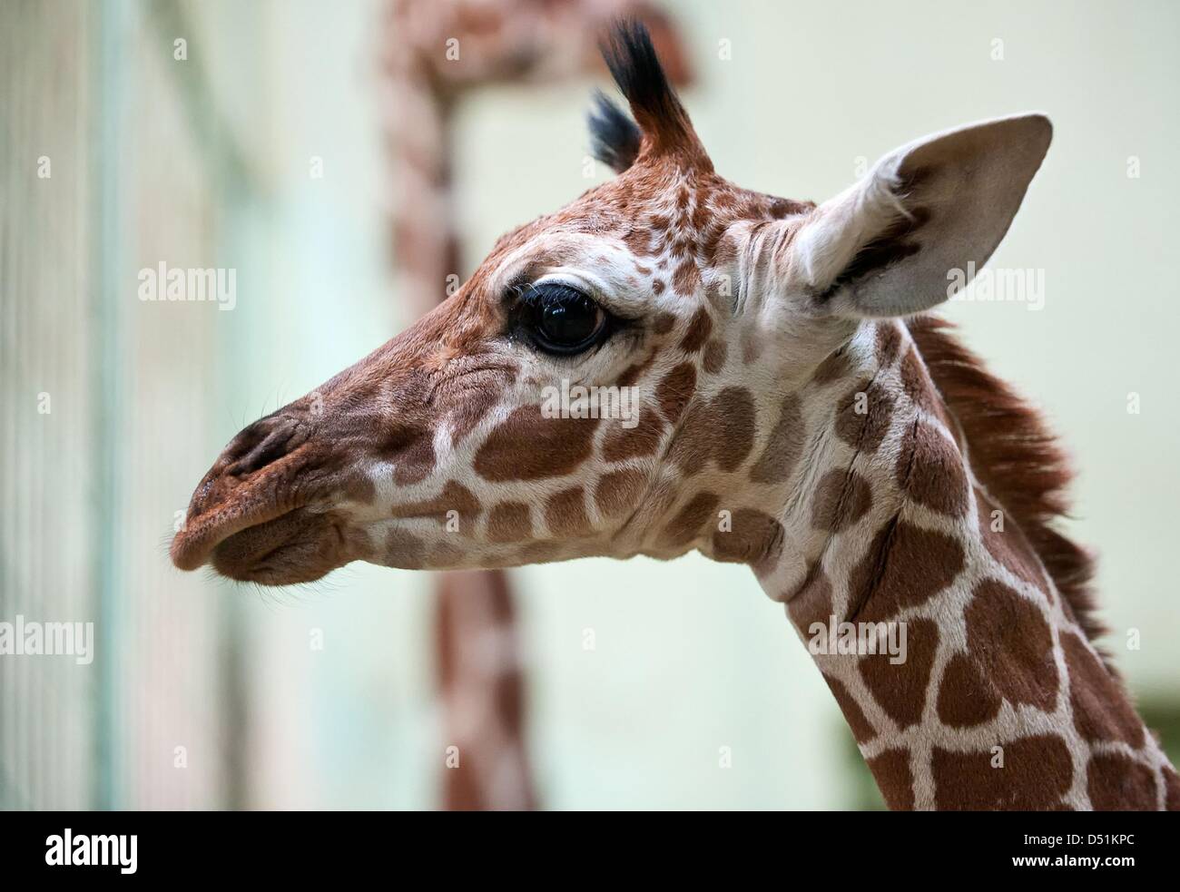 Baby-Giraffe "Tebogo" guckt bei Präsentation im Zoo in Frankfurt Main, Deutschland, 22. Dezember 2010. "Tebogo" 1,7 Meter und wog 82 Kilogramm als er am 9. Dezember 2010 geboren wurde. Giraffen haben im Zoo seit 1982 gesorgt worden. Foto: Arne Dedert Stockfoto