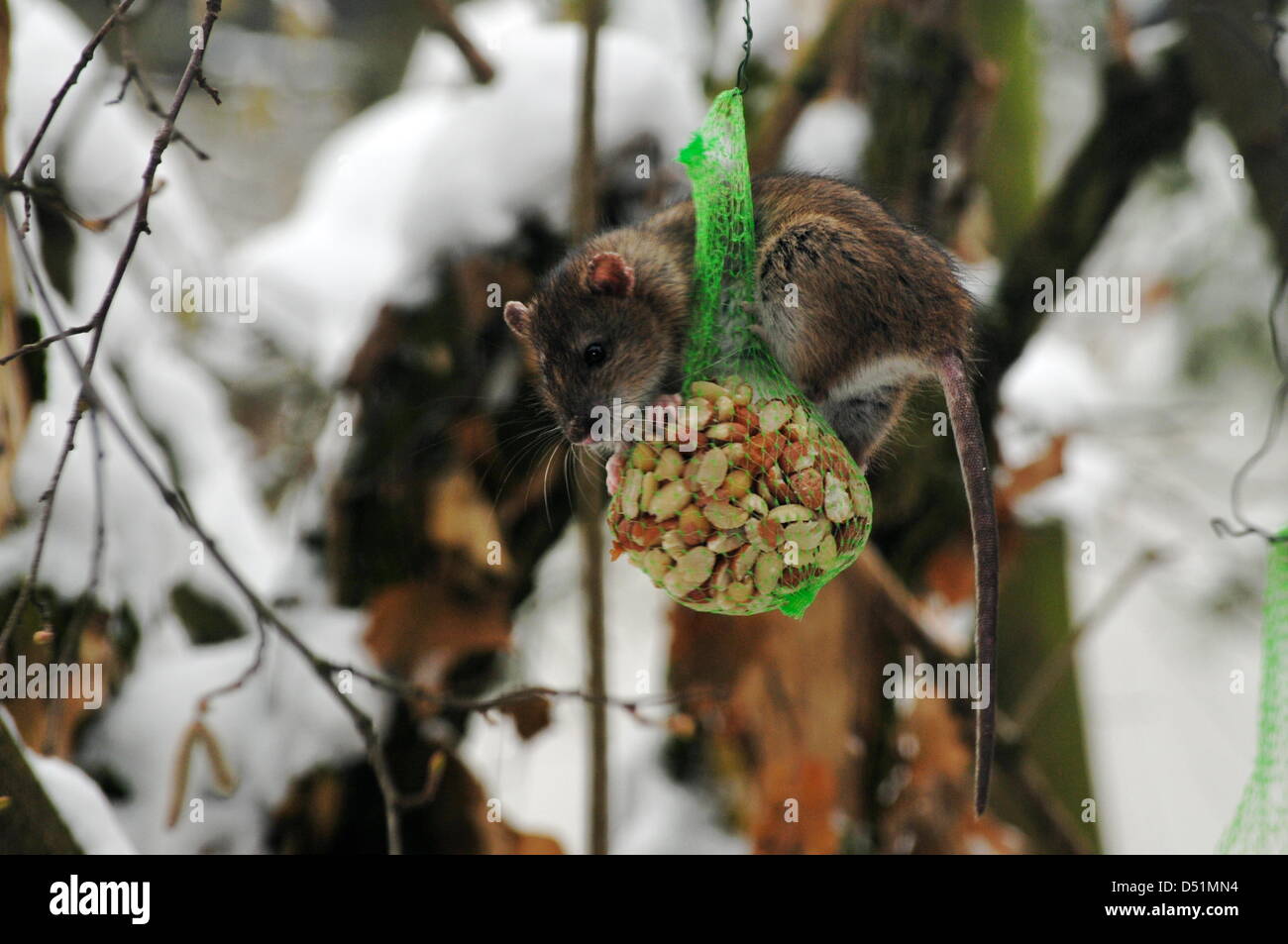 Eine Ratte hat eine fette Kugel mit Vogelfutter in einem Baum auf der Terrasse eines Einfamilienhauses in Edingen-Neckarhausen, Deutschland, 28. Dezember 2010 gefunden. Es sitzt jetzt in das Essen vor anderen Tieren schützen. Foto: THOMAS HOFFMANN Stockfoto