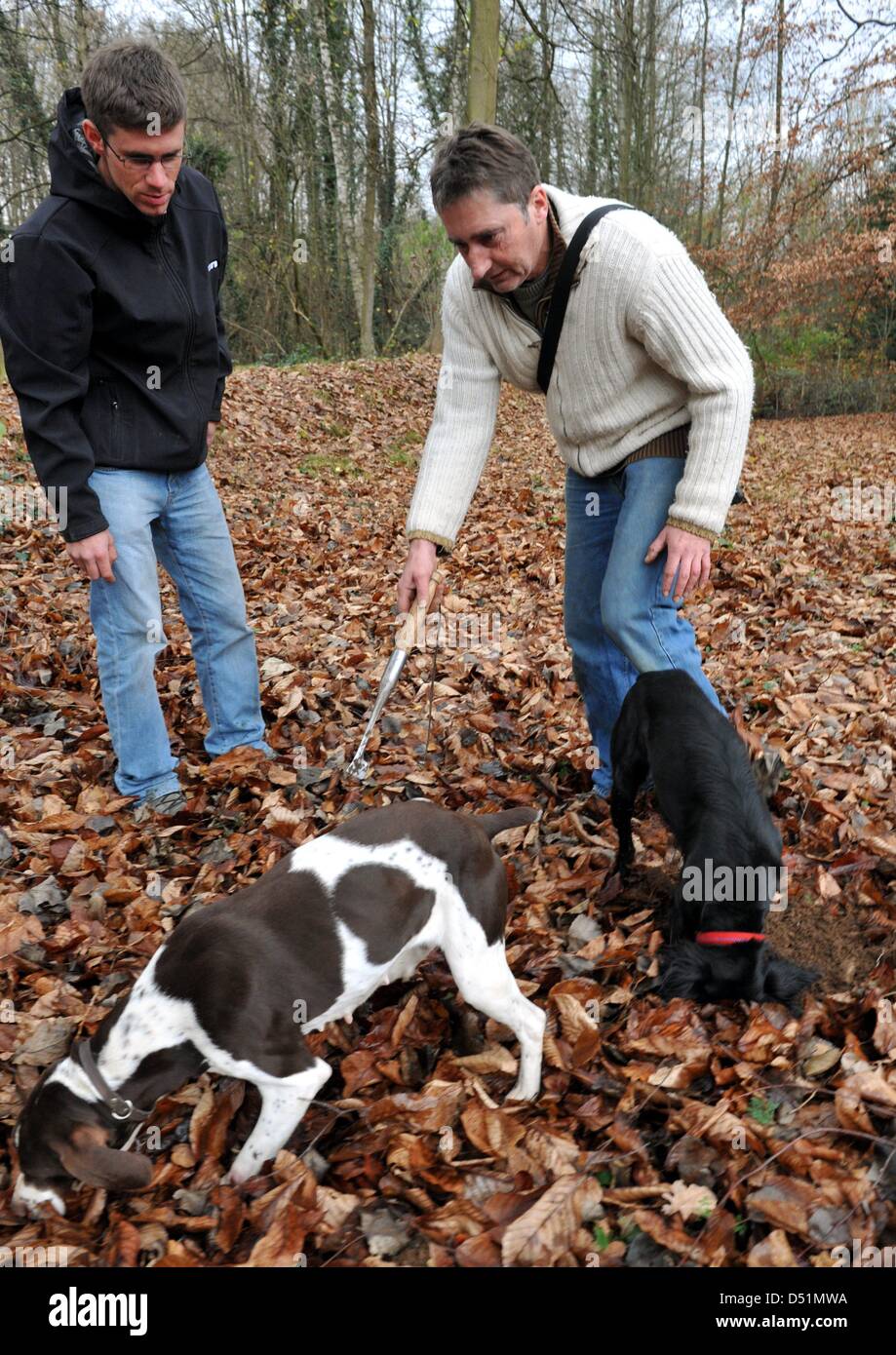 Trüffel-Experten Ludger Sproll (R) und Ulrich Stobbe (L) suchen schwarze  Burgunder Trüffel mit ihren Hunden Diana und Zara in einem Buche Hain in  der Nähe von Freiburg, Deutschland, 25. November 2010. Stobbe