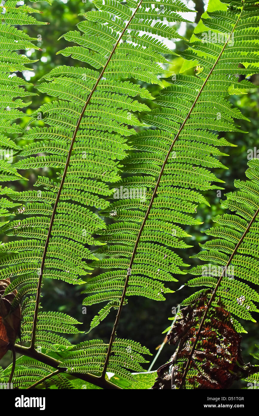 kaktus agawa Leuchtenbergia Principis (kaktus agawa) – Secret Garden Plant Shop main image 1