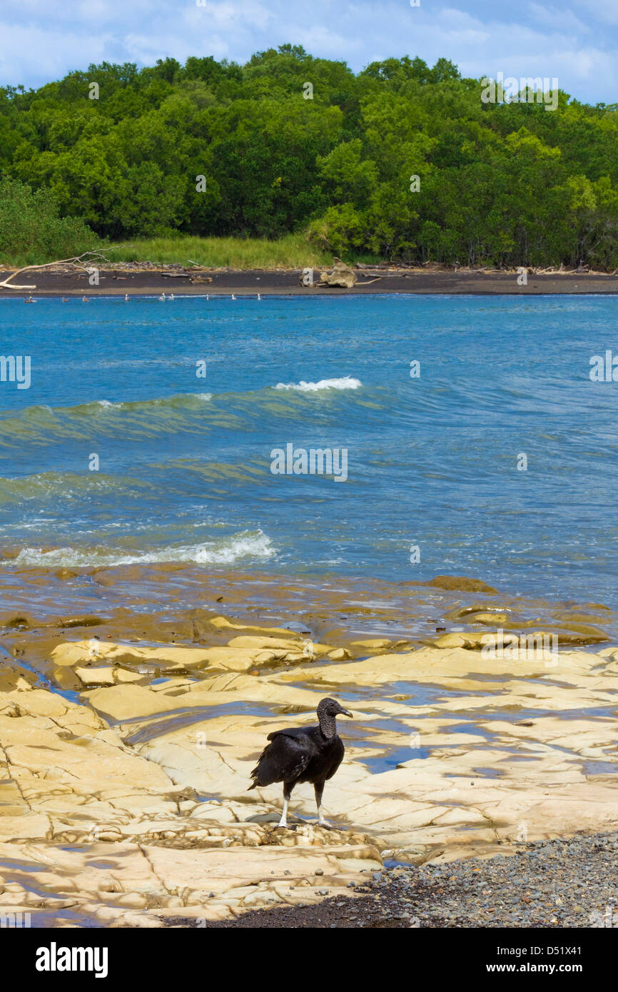 Südamerikanische Schwarze Geier (Coragyps atratus brasiliensis), ein gemeiner Mittelamerikaner, Nosara River Mouth. Nosara, Guanacaste, Costa Rica Stockfoto