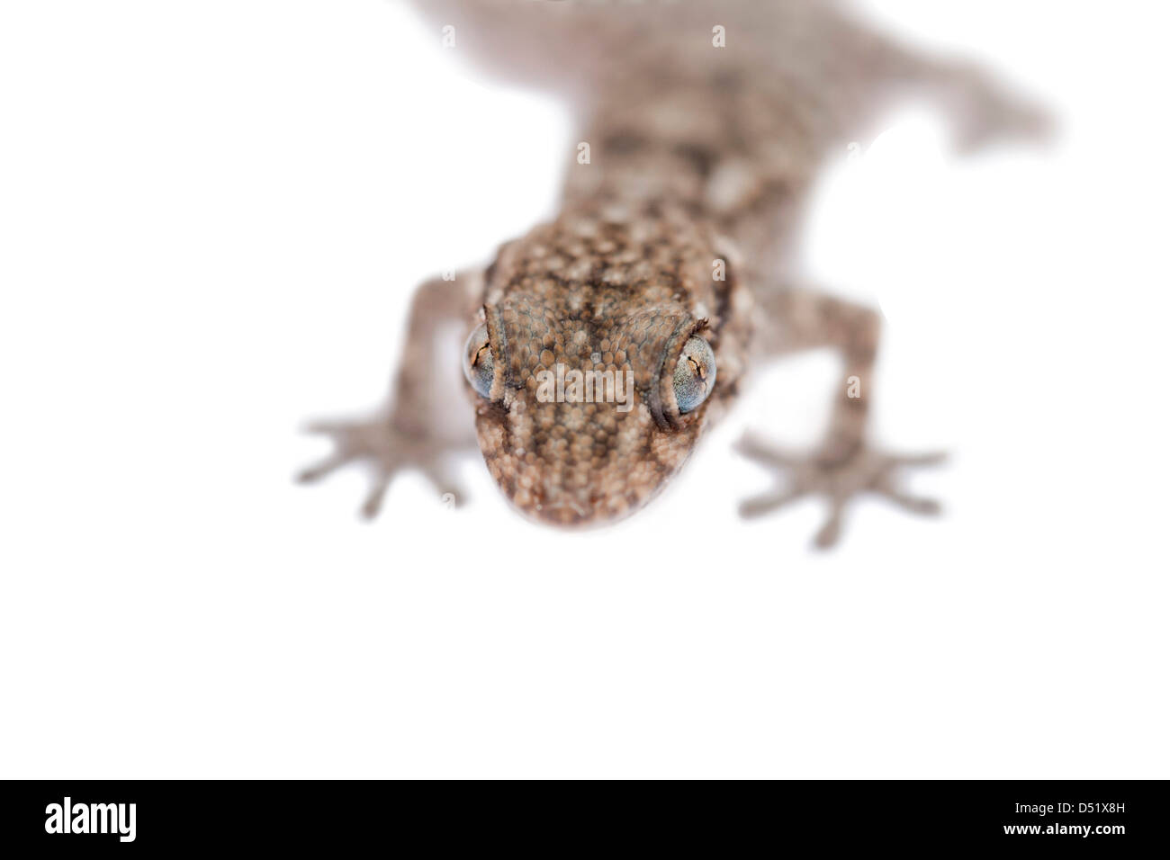 Nahaufnahme des Kopfes von einem Baby-Gecko auf weißem Hintergrund Stockfoto