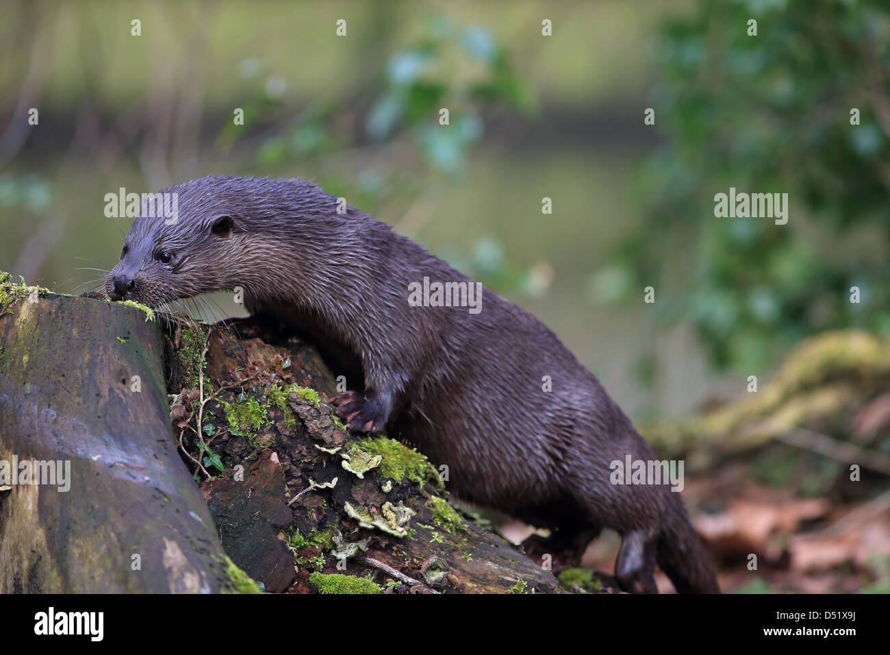 Gemeinsamen Otter (Lutra Lutra) Stockfoto