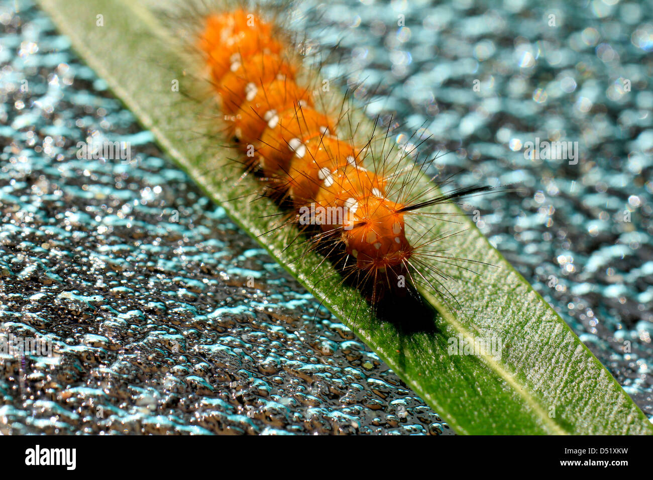 Orangefarbene Oleander Raupe mit weißen Flecken und dunklen Borsten auf einem einzigen grünen Oleander Blatt gesetzt auf einem Glastisch grün Kieselstein Stockfoto