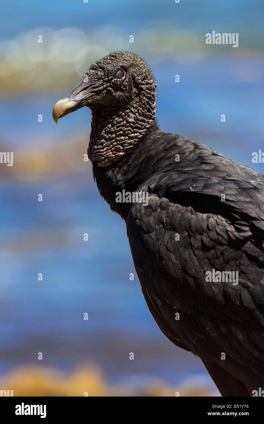 Südamerikanische Schwarze Geier (Coragyps atratus brasiliensis), ein gemeiner Mittelamerikaner, Nosara River Mouth. Nosara, Guanacaste, Costa Rica Stockfoto