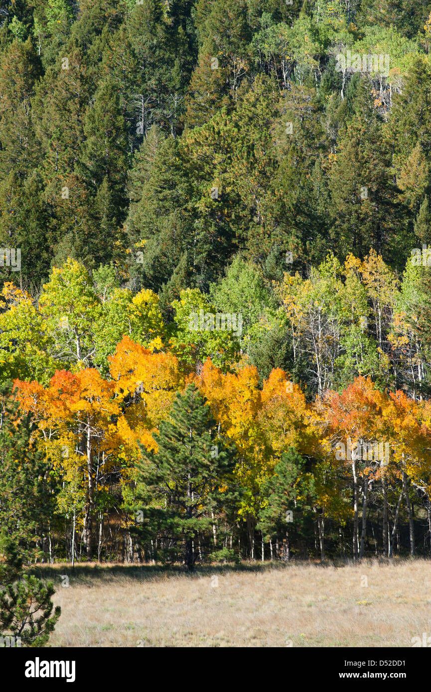Ein Berg voller immergrüne und laubabwerfende Bäume zeigt die Farben des Herbstes mit Espen hinzufügen einen Schock von Gold und Orange Stockfoto