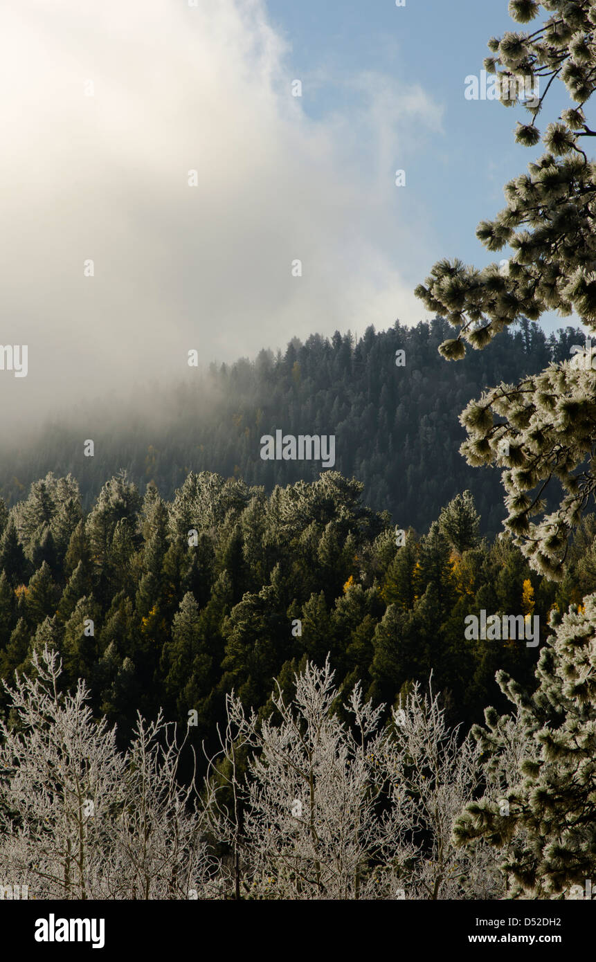 Die gesamte Seite eines Berges ist bedeckt mit einem Wald aus Kiefern und Fichten, die mit Raureif überzogen sind. Stockfoto