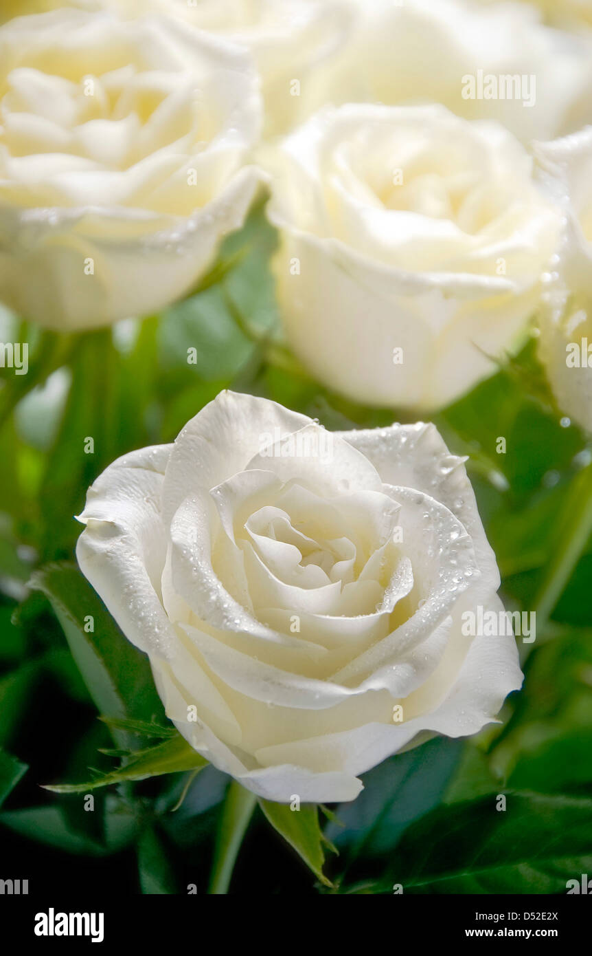 weiße Rosen Stockfoto