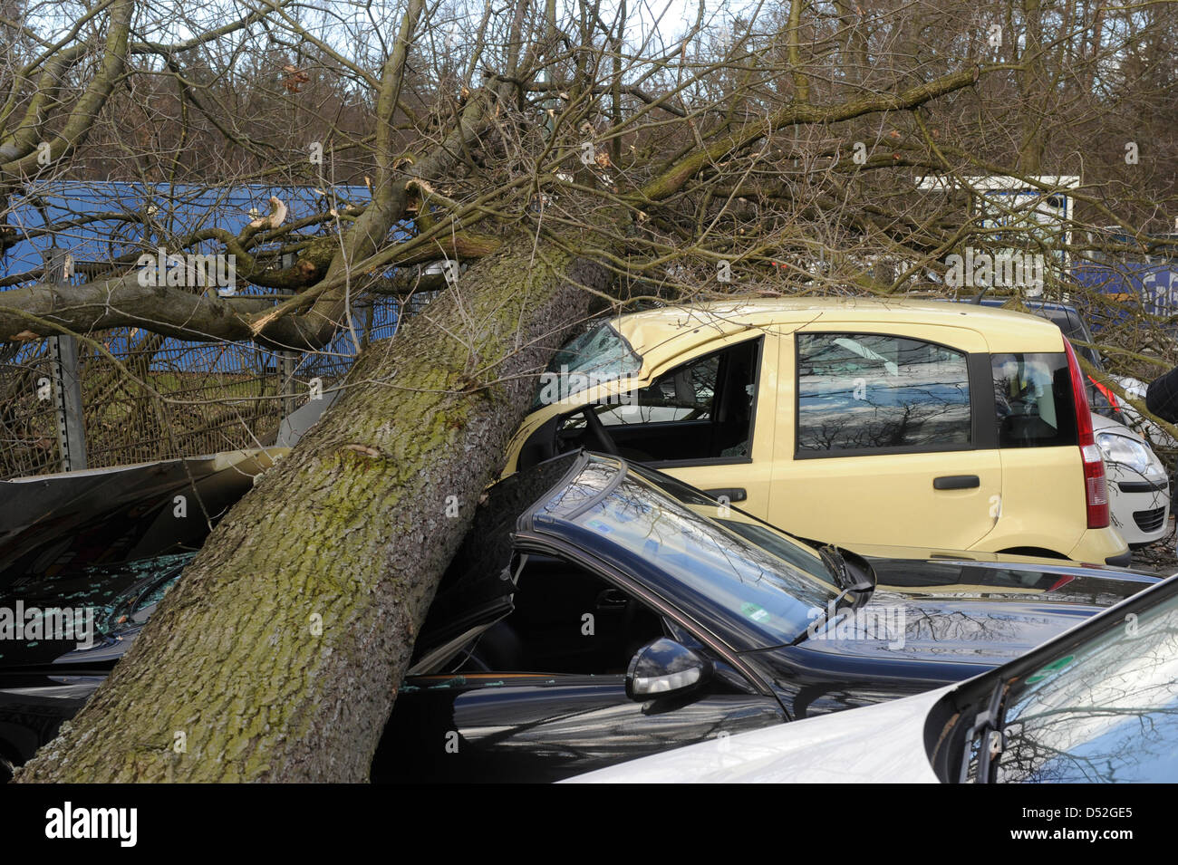 Zerstörte Autos steht unter einem Baum am Wildparkstadium in Karlsruhe, Deutschland, 28. Februar 2010. Niedrige "Xynthia" hit Deutschland mit Windgeschwindigkeiten von mehr als 100 km/h. Polizei und Feuerwehren sind kontinuierlich in Betrieb. Foto: ULI DECK Stockfoto