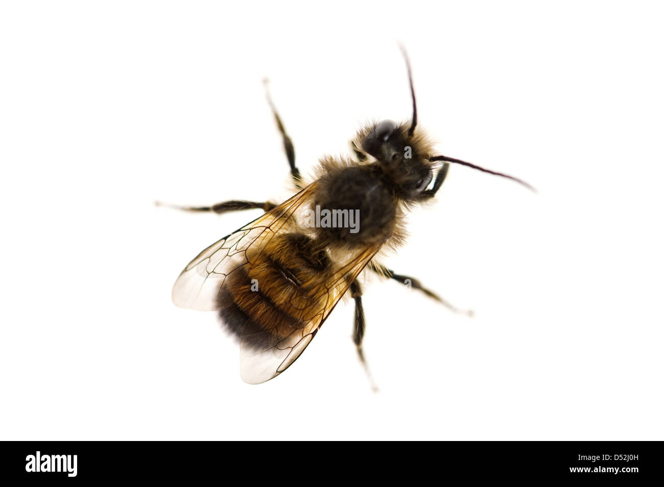 Biene, die isoliert auf weißem Hintergrund Stockfoto