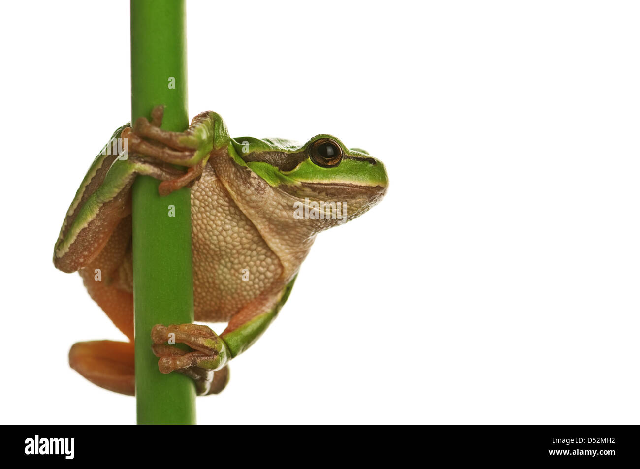 Laubfrosch, isoliert auf weiss Stockfoto