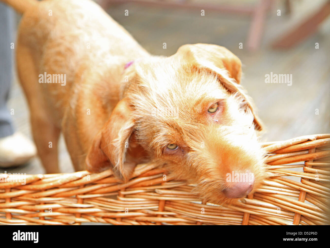 Vizsla Welpen Hund der ungarischen Drahthaar Sorte Stockfoto