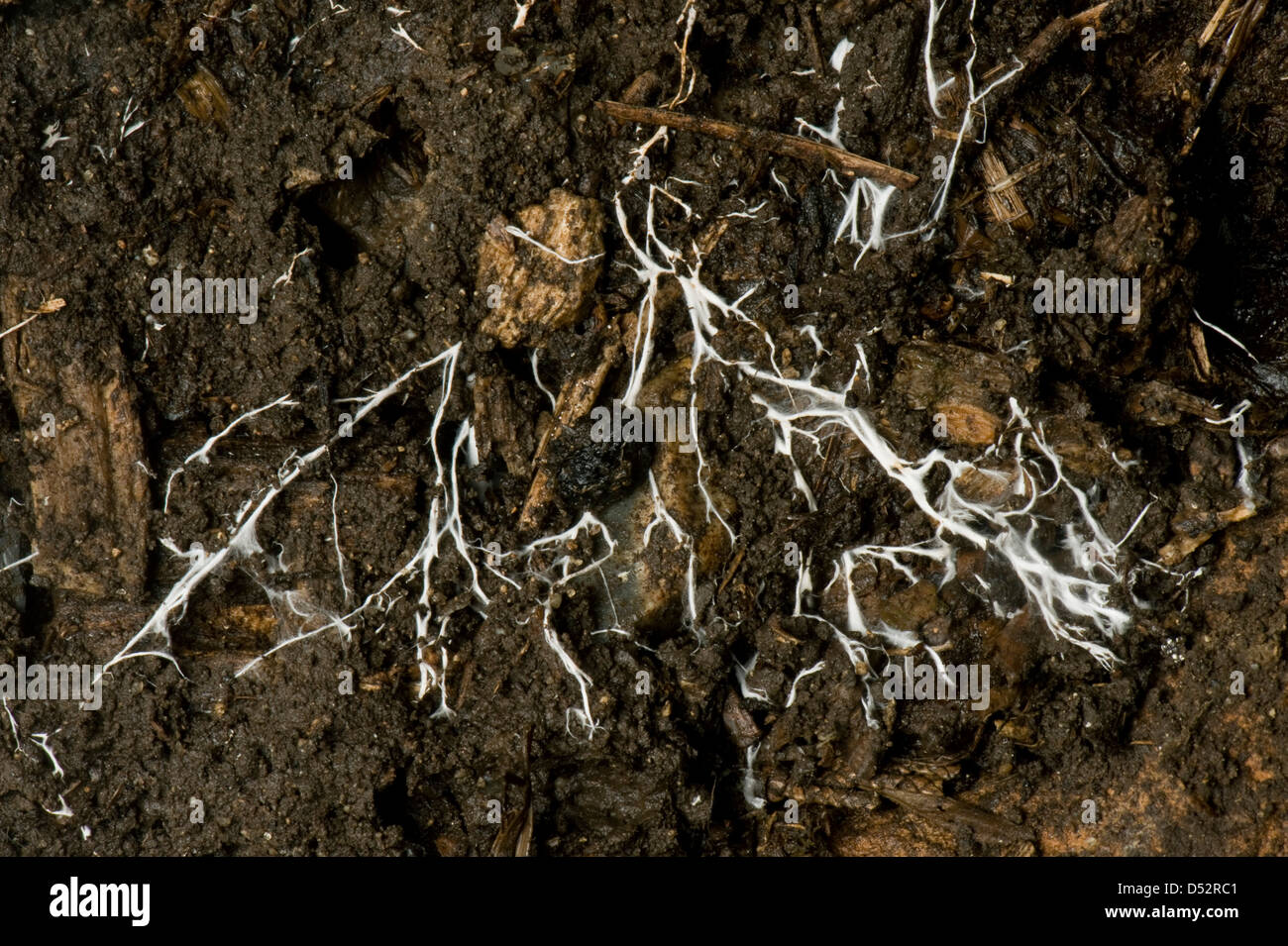Verzweigte Fäden der Pilz-Myzel in organischen Böden Stockfoto