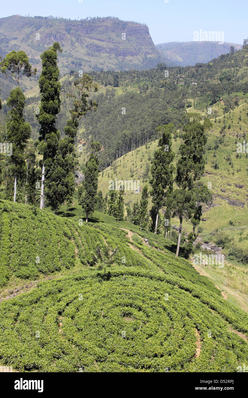 Kreismuster In Teesträucher, Sri Lankan Tee-Plantage Stockfoto