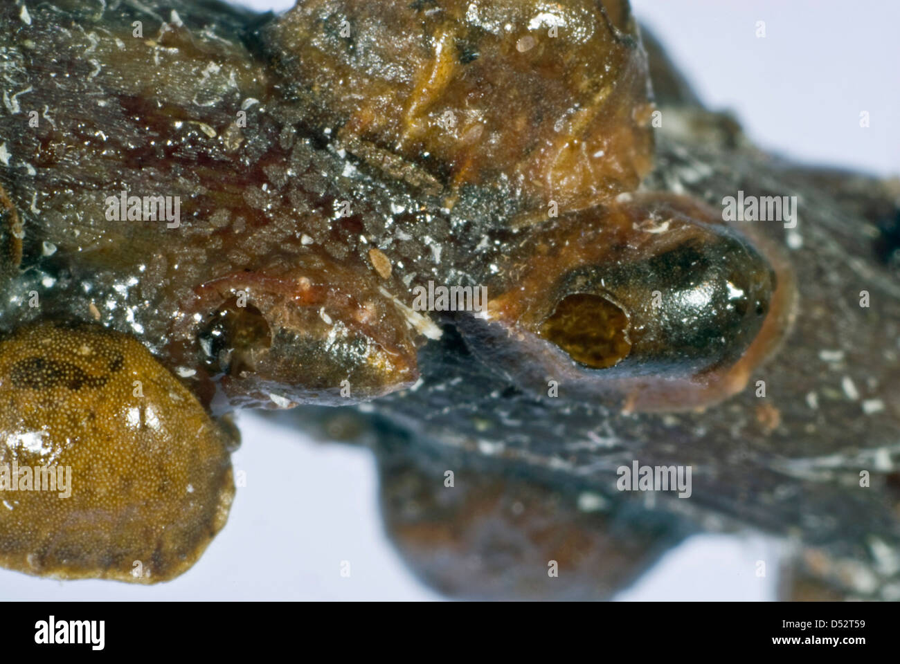 Die Austrittsöffnung der Parasitoiden Wespe, Encyrtus Infelix, in der Schale der Schildlaus Gastgeber. Stockfoto