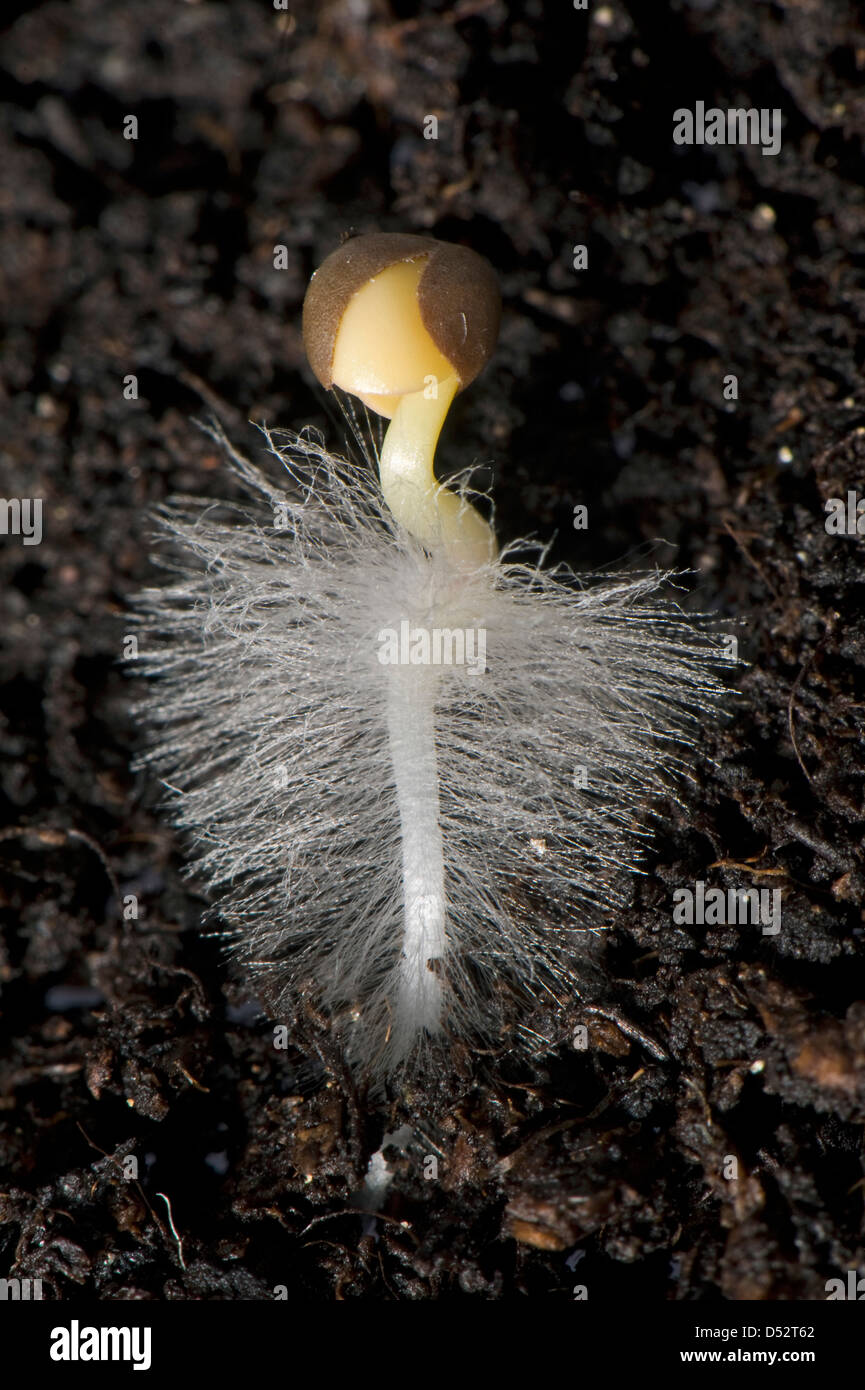 Saatkorn keimenden Kraut mit Wurzel entwickeln mit Wurzelhaare auf Boden Stockfoto
