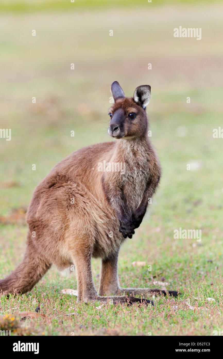 Westliche graue Känguru (Macropus Fuliginosus), Australien Stockfoto