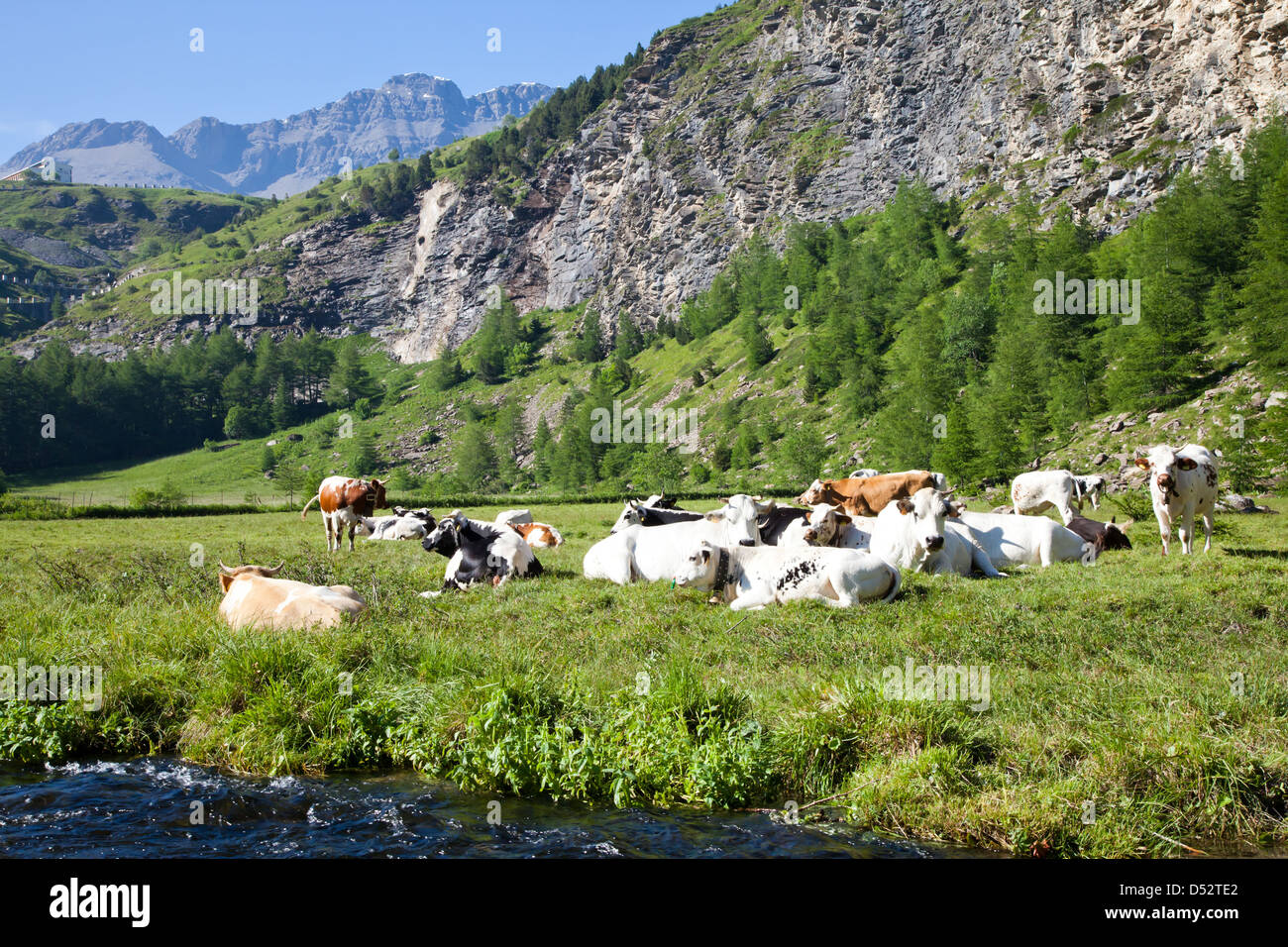 Italienische Kühe an einem sonnigen Tag in der Nähe von Susa, Piemont, Italienische Alpen Stockfoto