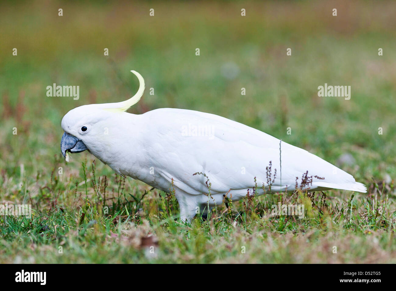 Schwefel-crested Kakadu (Cacatua Galerita), Australien Stockfoto