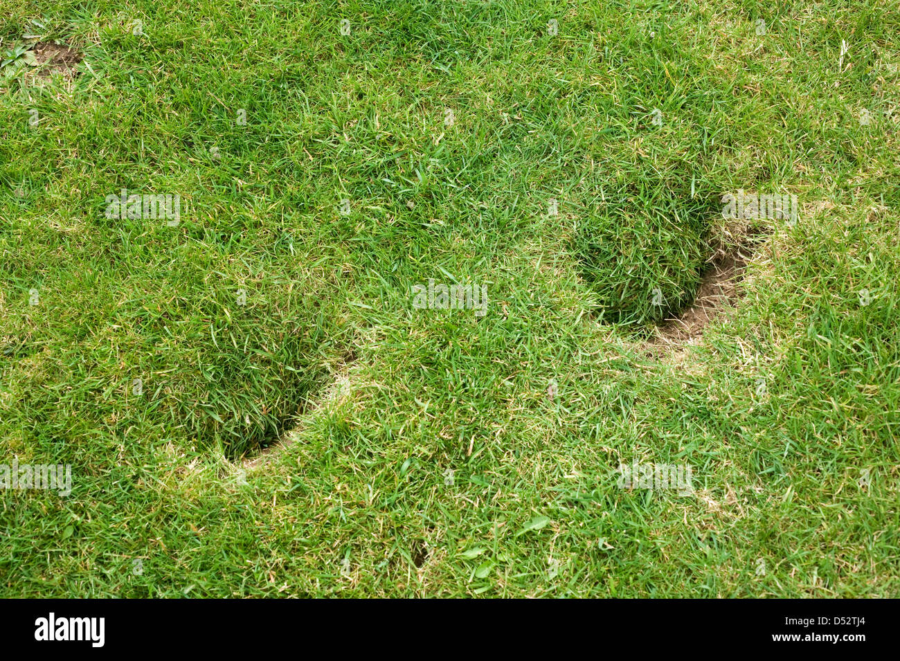 Pferd Huf druckt Schäden an eine Wiese im Garten Stockfoto