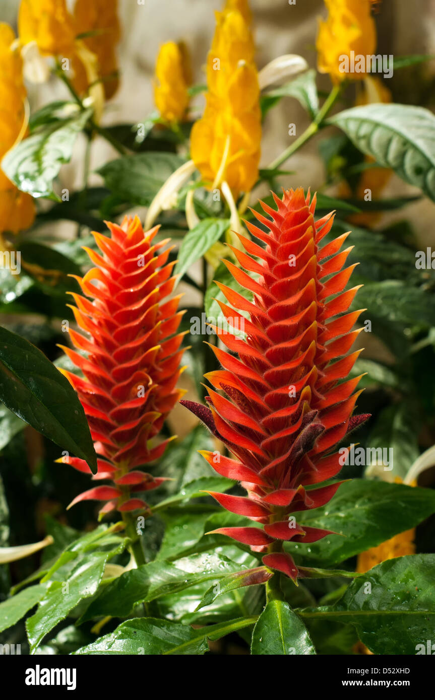 Schöne Aussicht auf die roten und gelben tropischen Blumen in Kolumbien Stockfoto