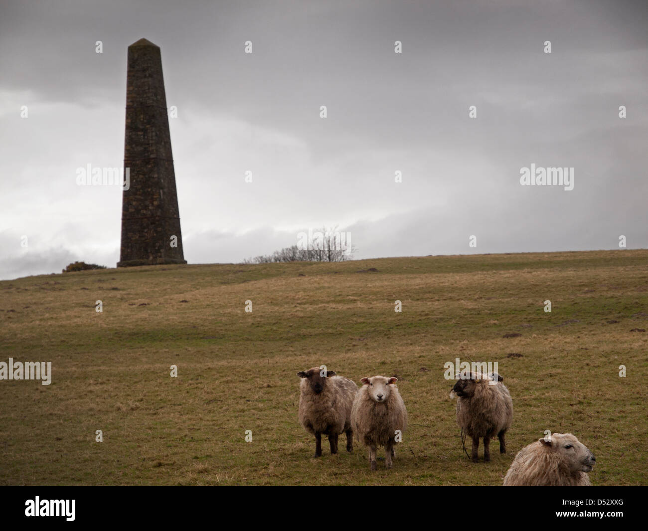 Der Obelisk auf dem brightling, Sussex mit einer Herde von Schafen. Stockfoto