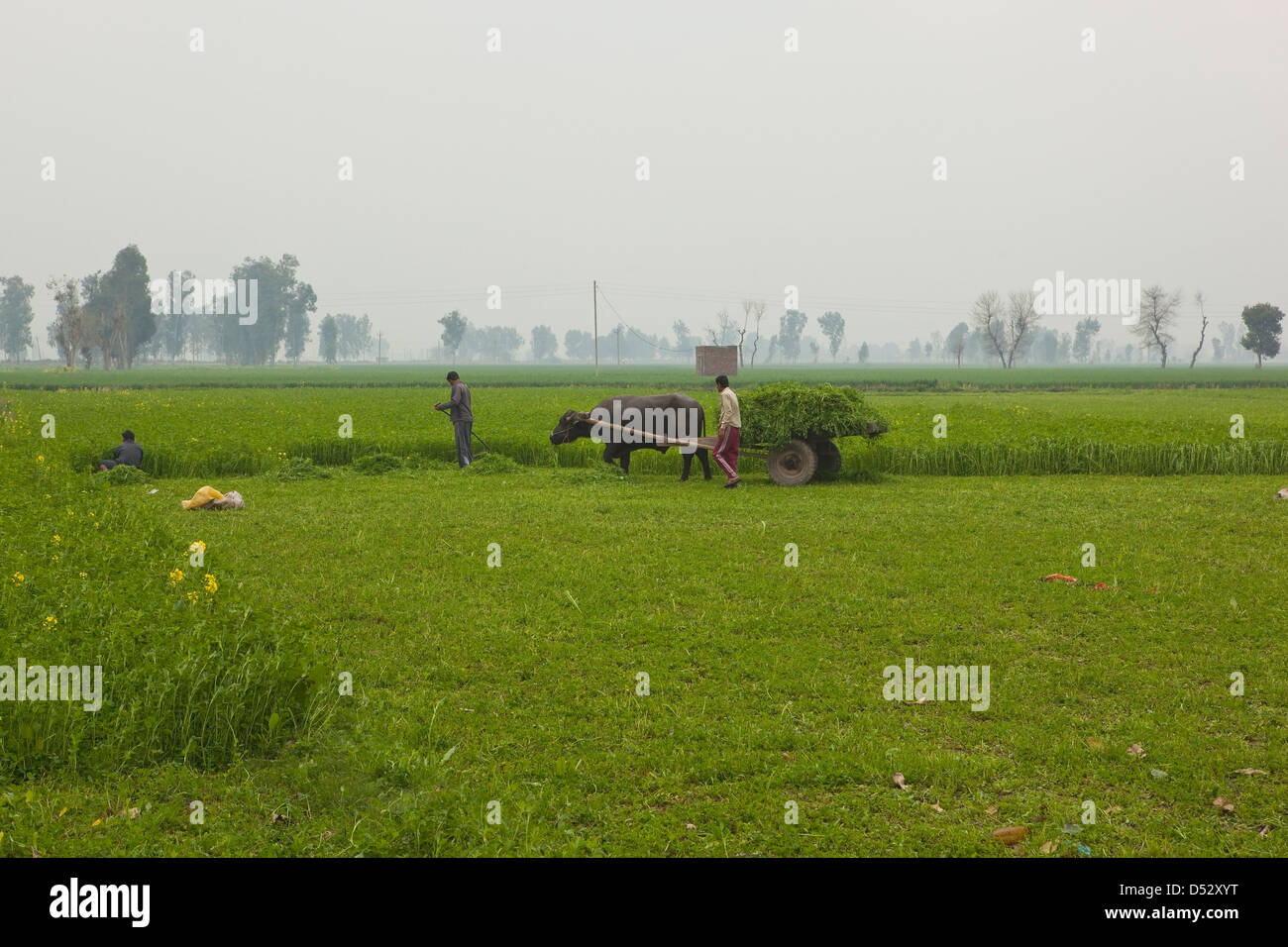 Landarbeiter, sammeln von Futterpflanzen mit einem Vieh-Wagen an einem nebligen Morgen im ländlichen Punjab, Indien. Stockfoto