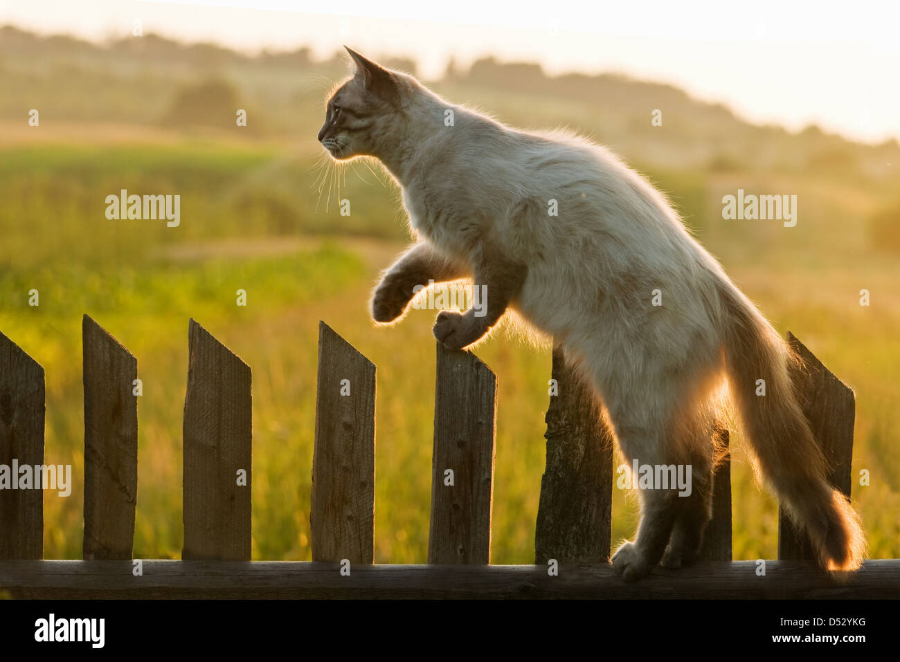 Katze am Zaun hautnah Stockfoto