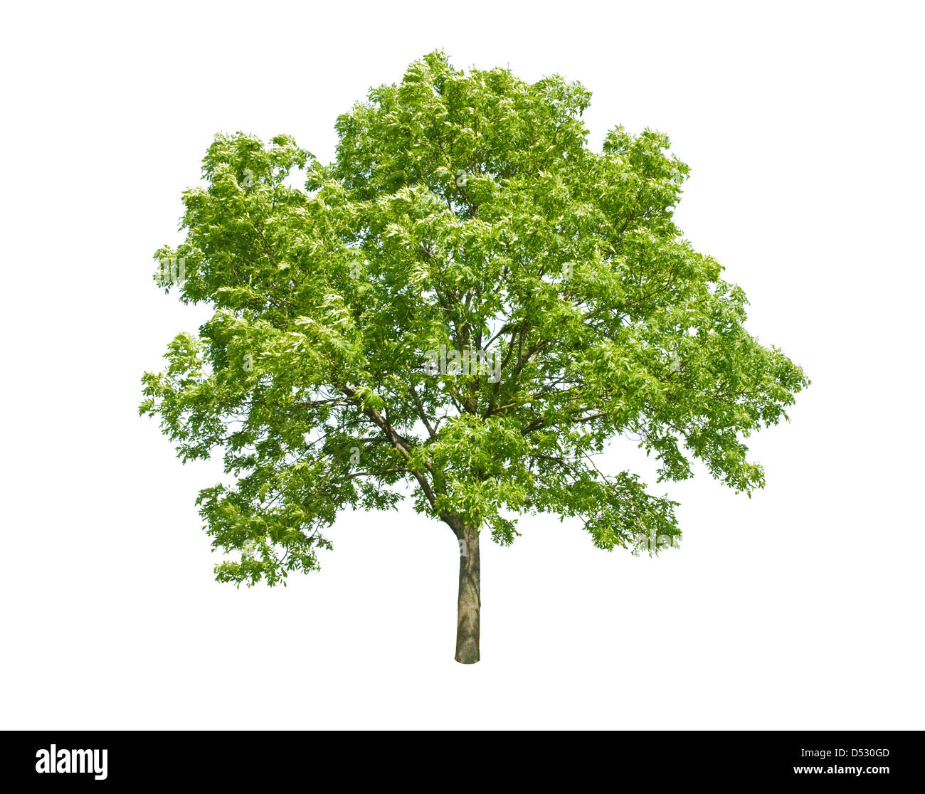Grüner Baum, isoliert auf weiss Stockfoto