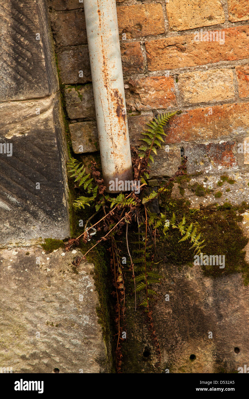 Farn wächst an Wand unter unten beschädigten Rohr Stockfoto