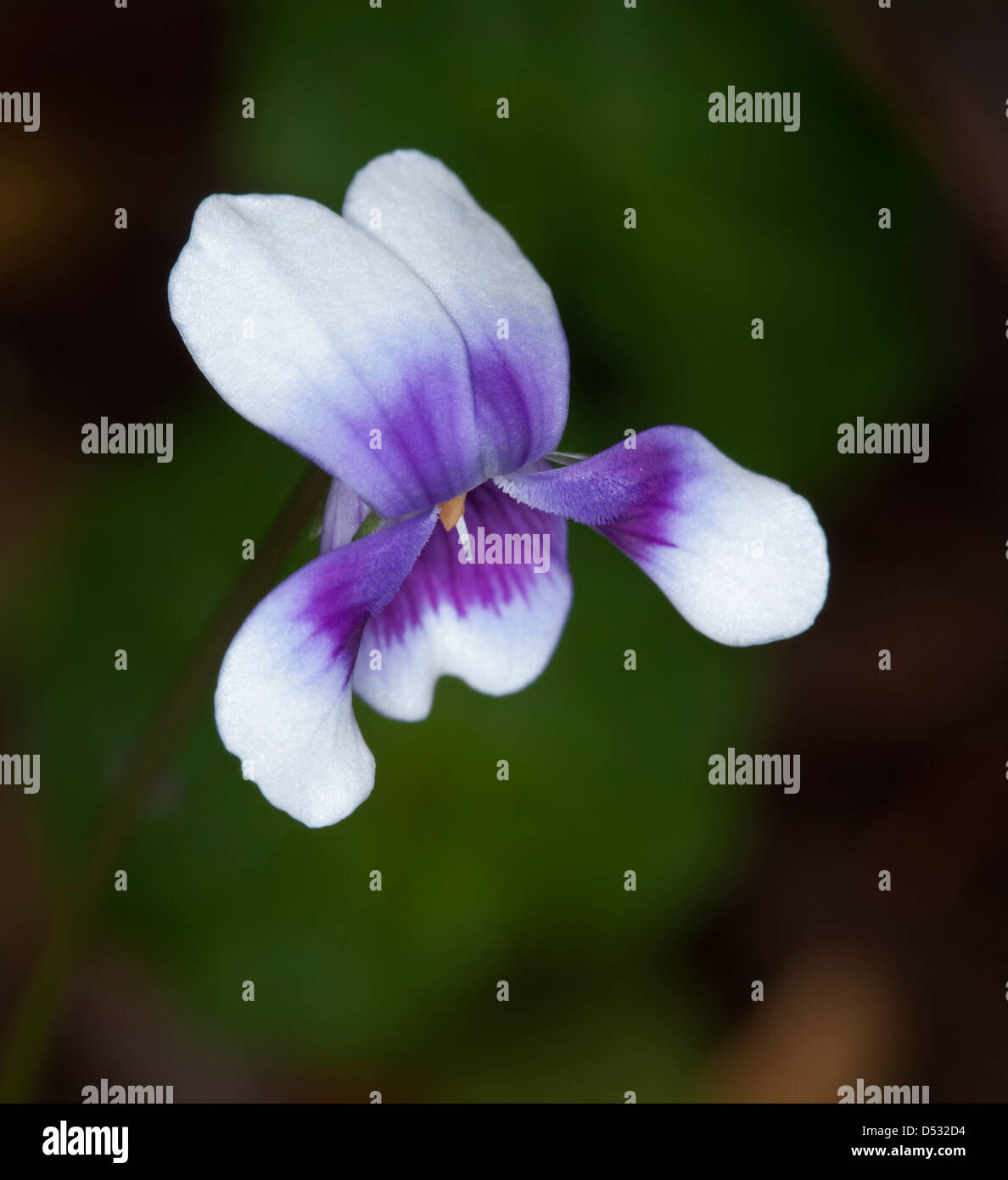 Kleine lila und weißen Blume von Viola Hederaceae - Australian native violett - grünen Hintergrund Stockfoto