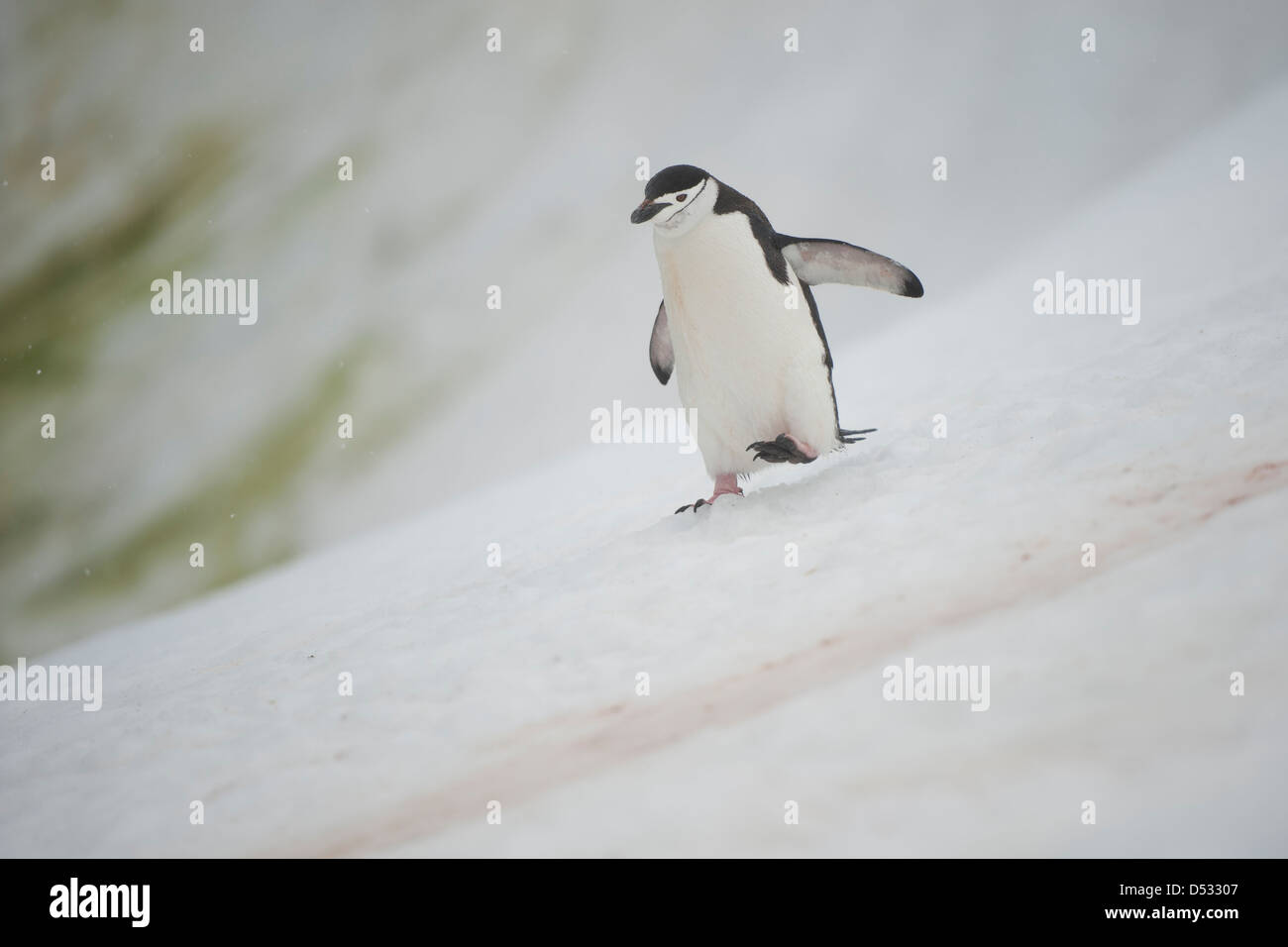 Pinguin Zügelpinguinen (Pygoscelis Antarcticus). Orne Harbour, antarktische Halbinsel. Stockfoto