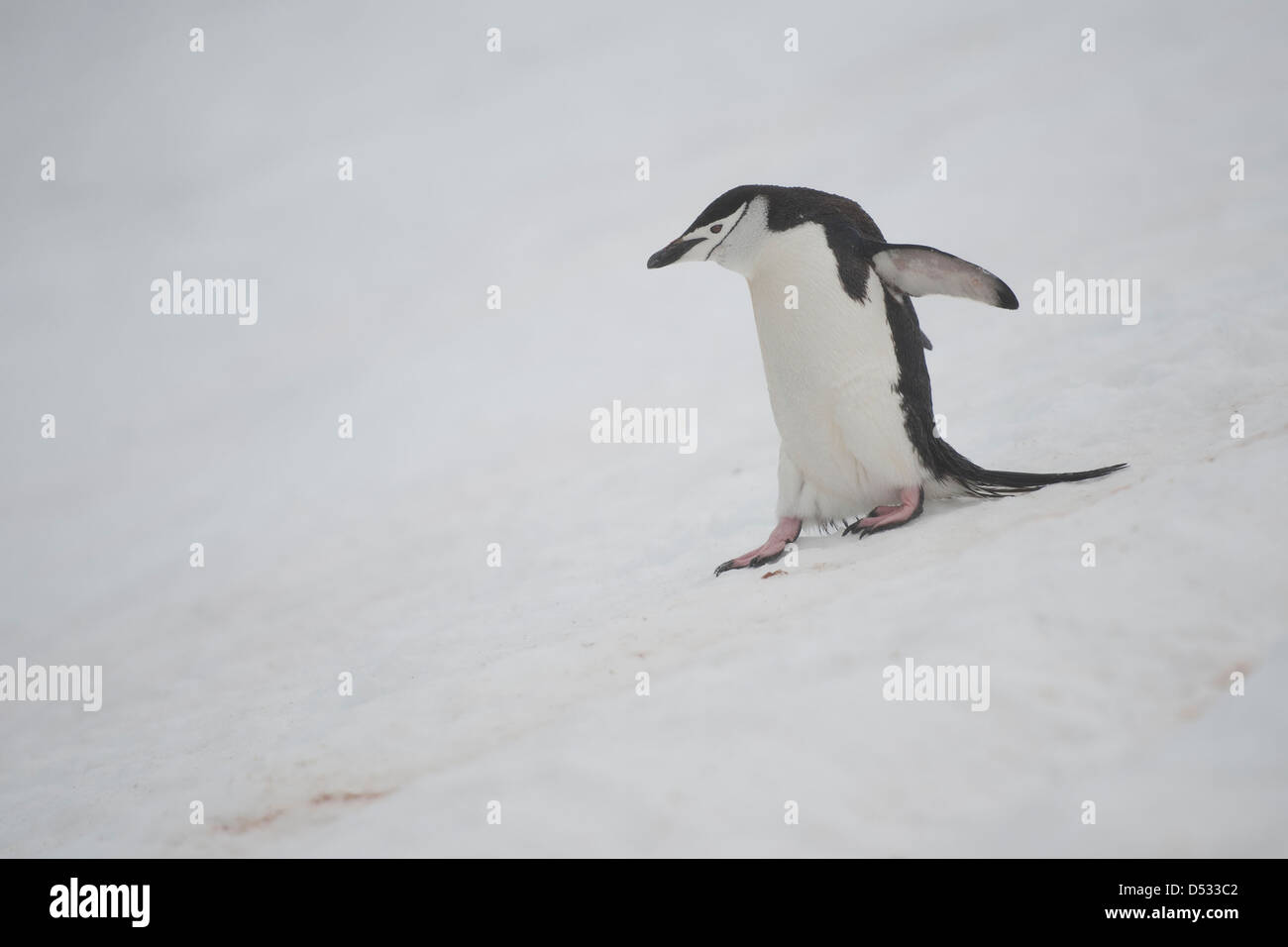 Pinguin Zügelpinguinen (Pygoscelis Antarcticus). Orne Harbour, antarktische Halbinsel. Stockfoto